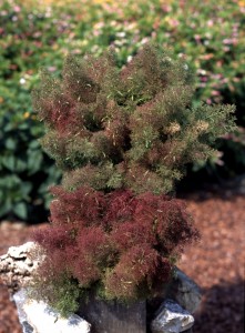 Komosa Ciernista Teloxys Aristata nasiona 1 gram